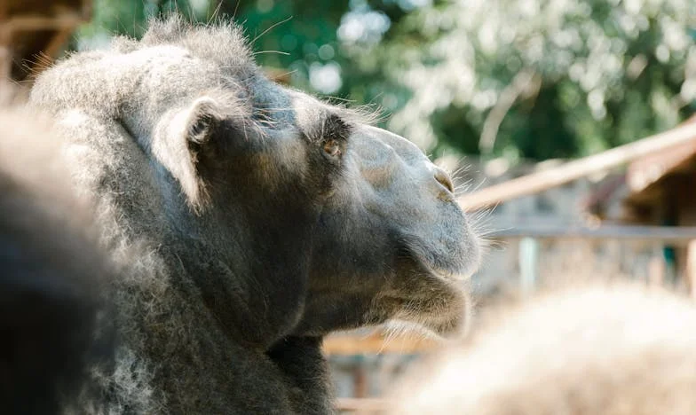 Vjera, molitva i suze: Kako sam kao baka pronašla snagu kad su se moji unuci izgubili u svijetu