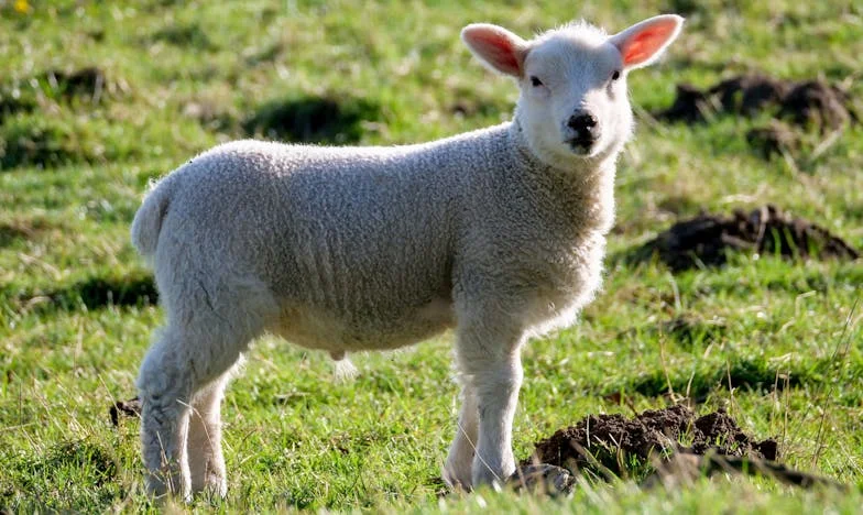 Bakin lonac i hladnoća svijeta: Priča o dostojanstvu i ljubavi