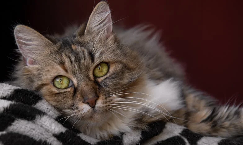 Granica dobrote: Kad pomoć postane teret