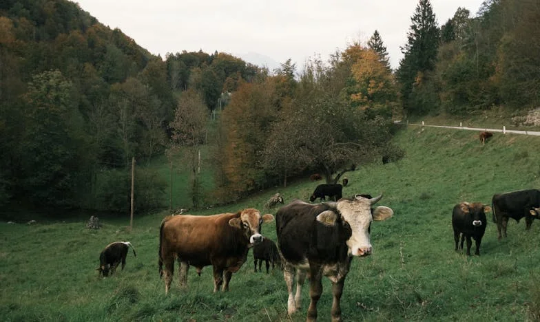 Između dvije vatre: Kako sam birala između kćeri i očuha