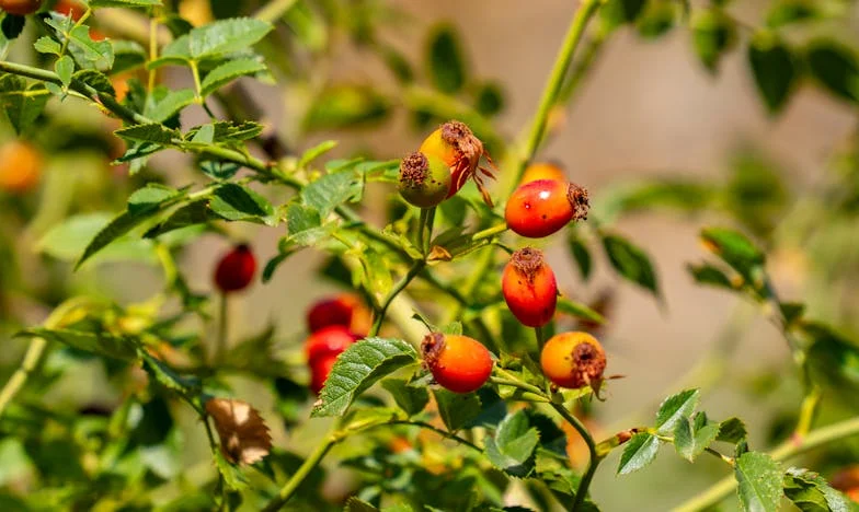 Jedno unuče je dovoljno: Priča o majčinstvu, boli i hrabrosti