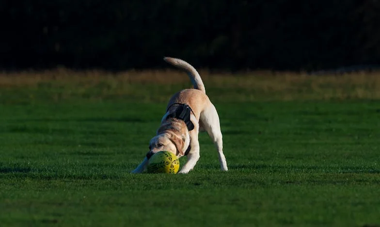 Majka nije htjela vidjeti oca, pa smo praznike provodili odvojeno. Jednog dana, više nisam mogao izdržati.