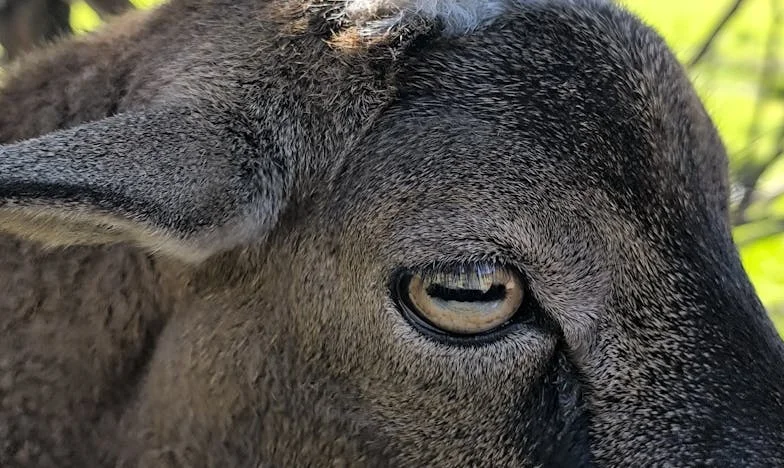 Moja kćerka voli samo jedno dijete – jesam li mogla to spriječiti?