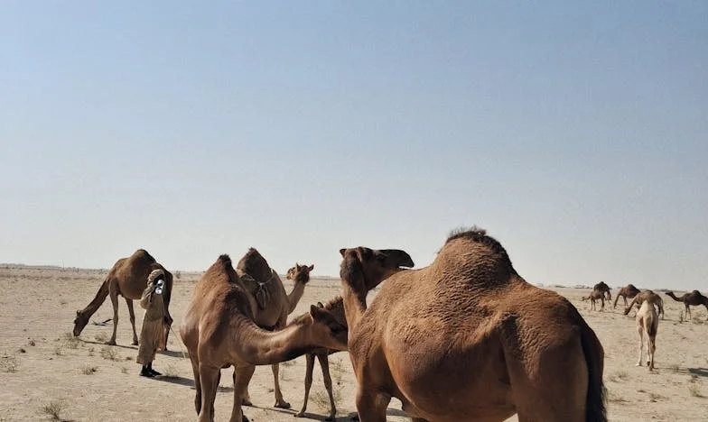 Moja svekrva, njena pravila i ja: Kako sam skoro izgubila sebe u tuđoj kući