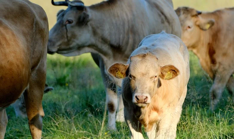 Nisam mužu rekla istinu o povišici – i otišao je