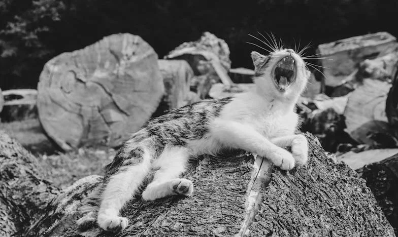 Pod istim krovom: Bježanje od prošlosti, borba za budućnost