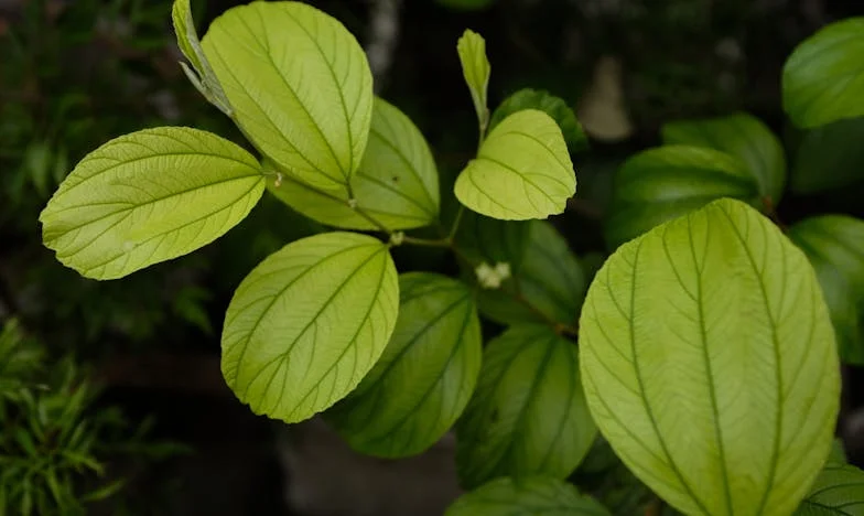 Šokantna Tajna Moje Zaove: Kako je Lažna Trudnoća Promijenila Našu Porodicu