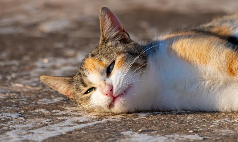 Svaki dan kuham za Damira: Kad je dosta?