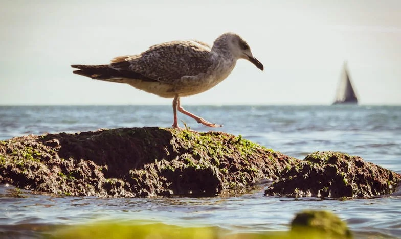 Svježe ili ništa: Priča o Mariji i Josipu