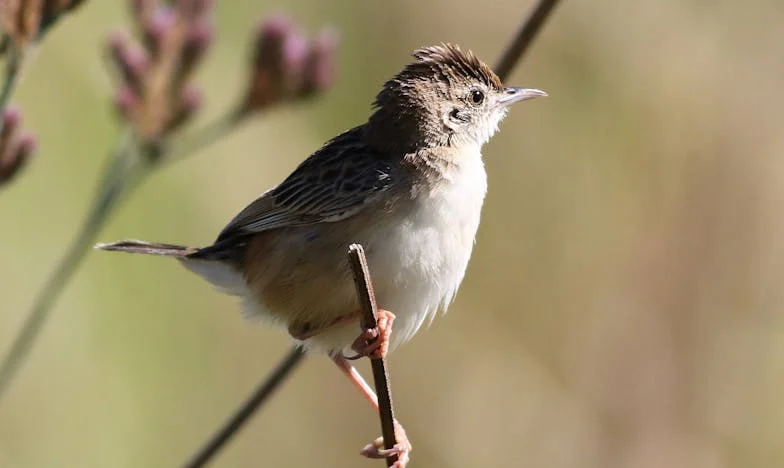 Tajna iz sivog kutije: Priča o izgubljenoj prošlosti