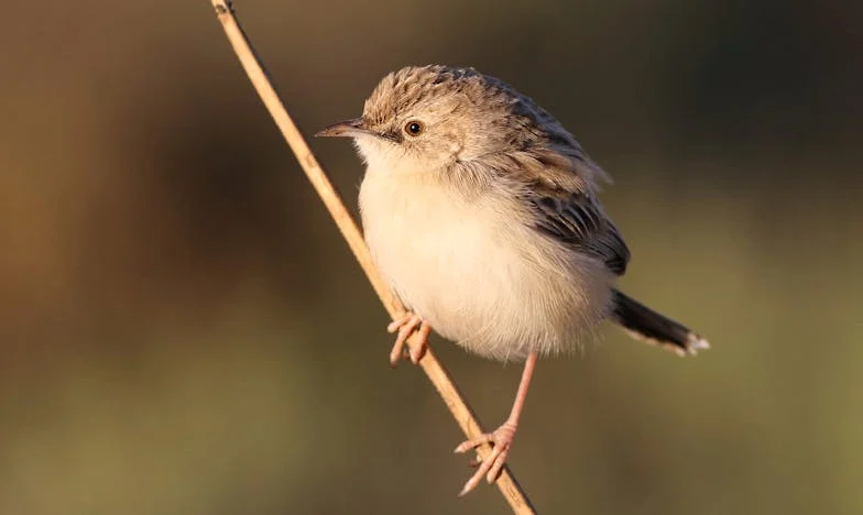 Blizanci u Sarajevu: Samohrana Majka i Teret Porodičnih Tajni