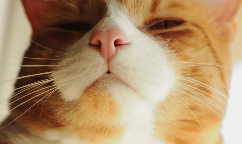 Doručak za beskućnika — Neočekivani gosti na mom vjenčanju