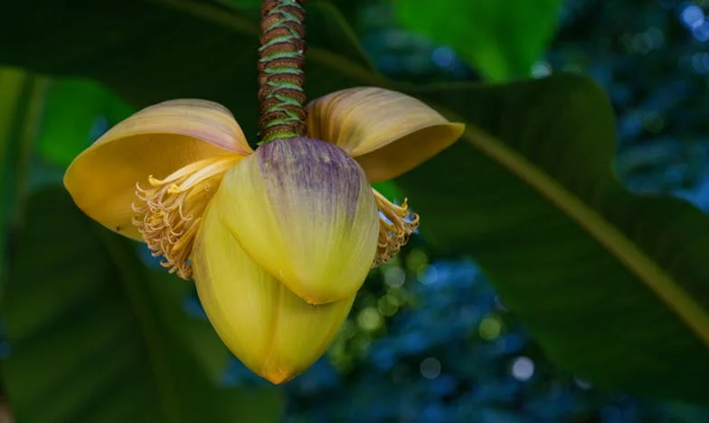 Dvije istine pod jednim krovom: Kad su blizanci razotkrili našu obiteljsku laž