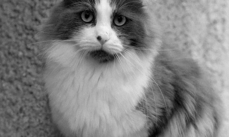 Između čekića i nakovnja: Kada muževa porodica postane tvoj najveći neprijatelj