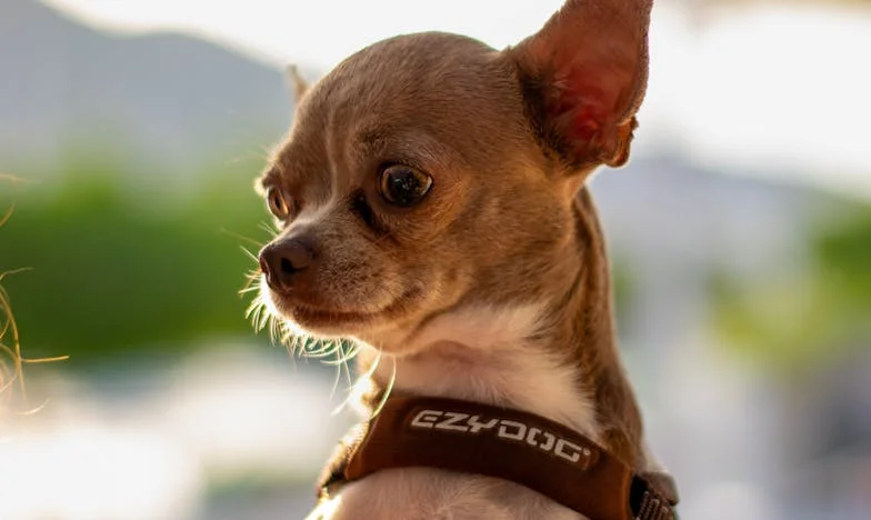 Između Dva Doma: Bitka Za Naš Stan i Našu Sreću