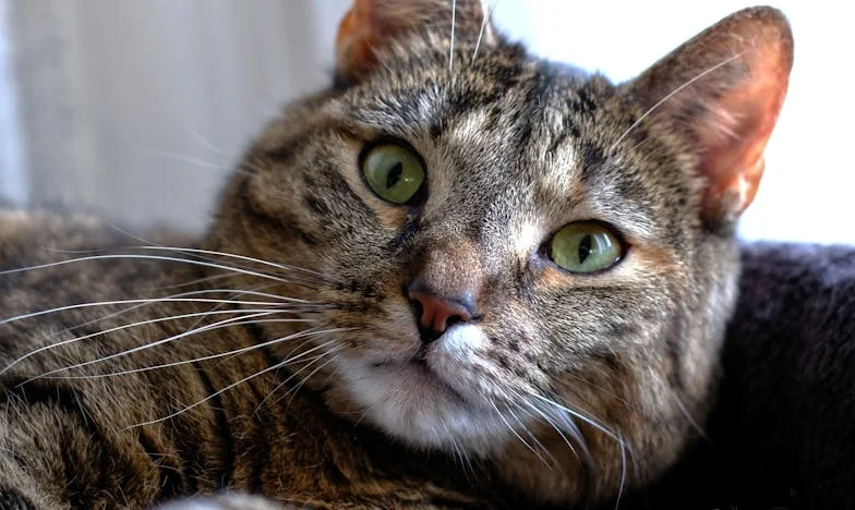 Između dva doma: Kako sam naučila oprostiti svojoj svekrvi – istinita priča o granicama i snazi ljubavi