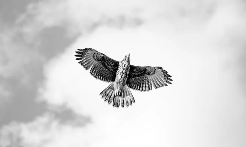 Između krvi i ponosa: Moje mjesto u obitelji