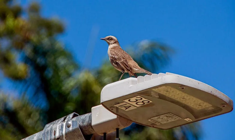 Miris koji je promijenio sve: Priča o izdaji i novom početku