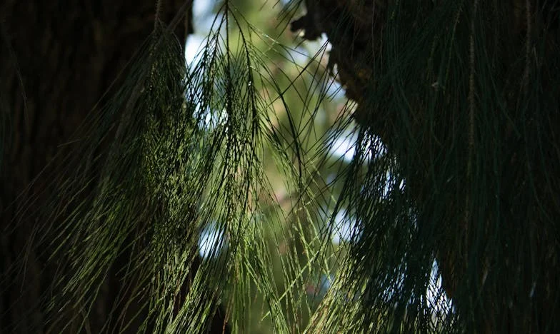 „Ne želim da dođeš na moje vjenčanje“: Majčina borba s odbacivanjem kćeri