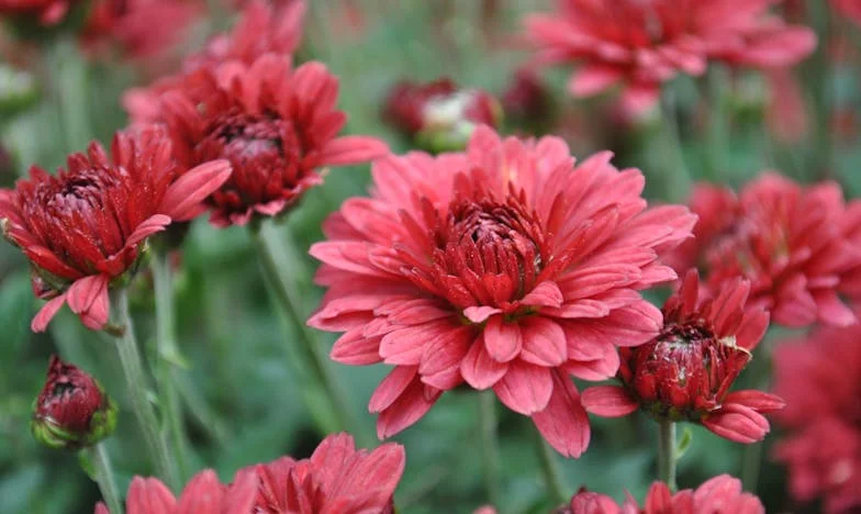 Nevidljive pukotine: Kad obiteljski ručkovi postanu bojište