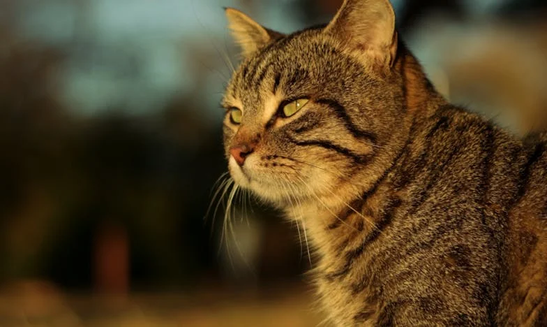 Neželjena kćerka – priča koju nitko nije htio čuti