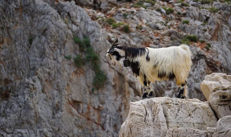 Očevi grijesi: Istina na obiteljskom roštilju