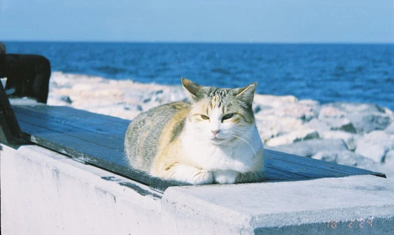 Poklon koji je sve promijenio: Kako sam rekla svekrvi istinu