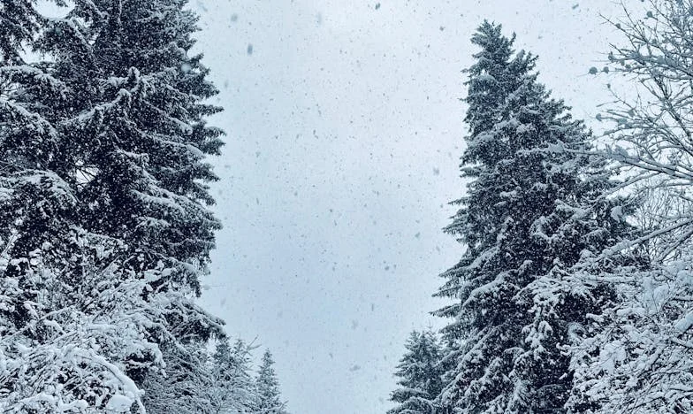 Povratak u Prazan Dom: Kako je Zetova Pohlepa Rastrgla Moju Porodicu
