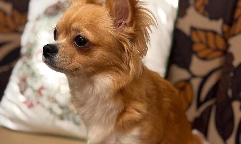 Svijeća na vjetru: Moj život između izdaje i oprosta