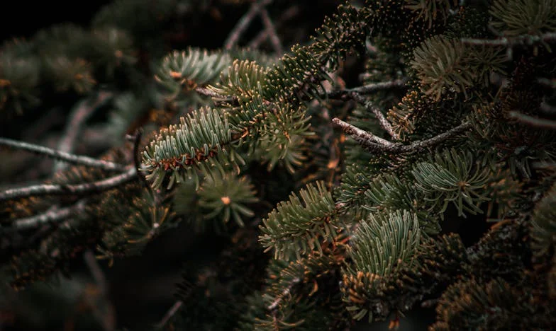 Božićna večera koja je promijenila sve: Obiteljski rat za stolom