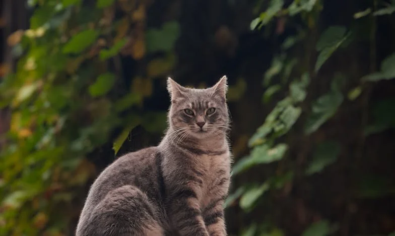 Dvadeset godina tuđine: Dao sam sve za djecu, a sada sam stranac u vlastitoj kući