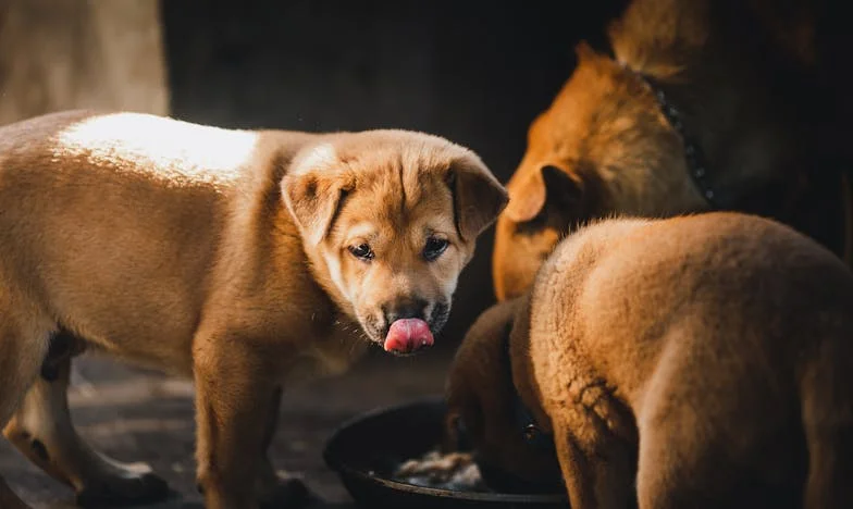 Ispovijest svekrve koja mi je promijenila život: Što kad prošlost pokuca na vrata?