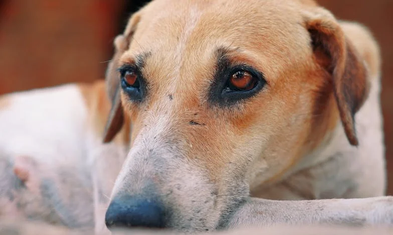 Izgubljena između tuđih zidova: Priča jedne maćehe