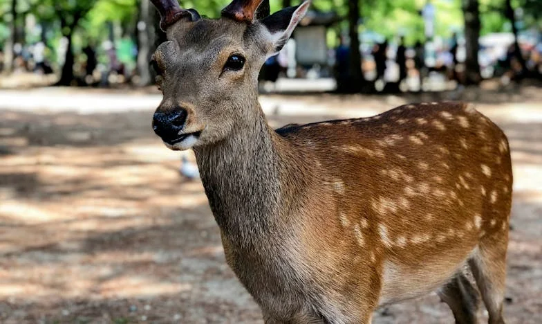Između tišine i istine: Moje lice nakon dijagnoze