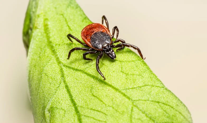 Kad muž izabere majku umjesto mene: Moja borba za porodicu i vjeru