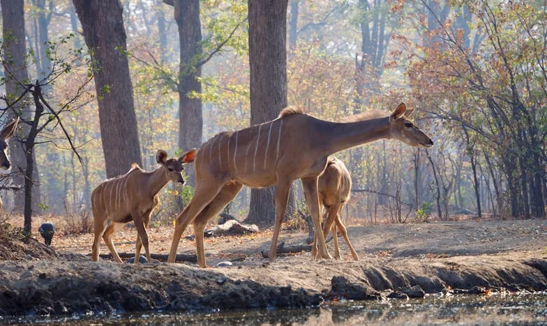 Kad se dom izmakne pod nogama: Priča o neočekivanim počecima