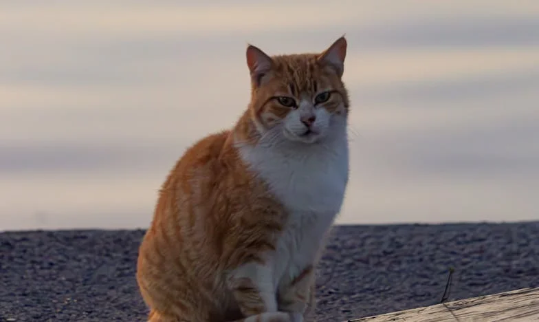 Kad ti najbolja prijateljica okrene leđa: Priča o izdaji i novom početku