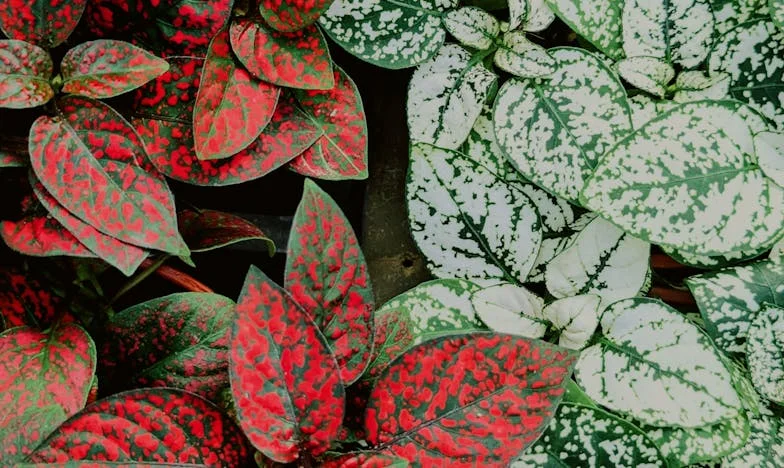 Kuća u kojoj ne stanuje sreća – Priča jedne bosansko-hrvatske obitelji na rubu raspada