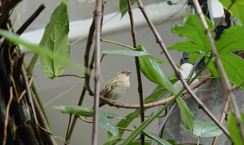 Ne bježi od sebe, Emina: Bijeg nevjeste iz sjene tuđe porodice