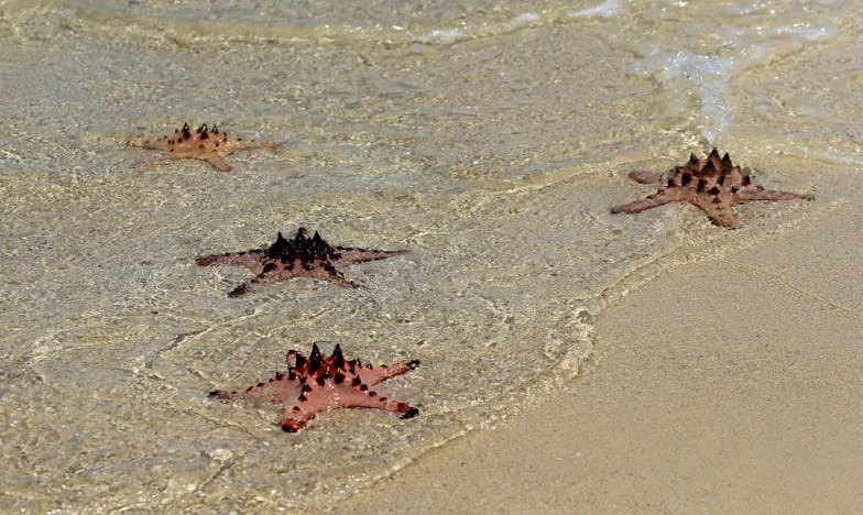 Neželjeni gosti u mom domu – Priča o izdaji i ponovnom rođenju