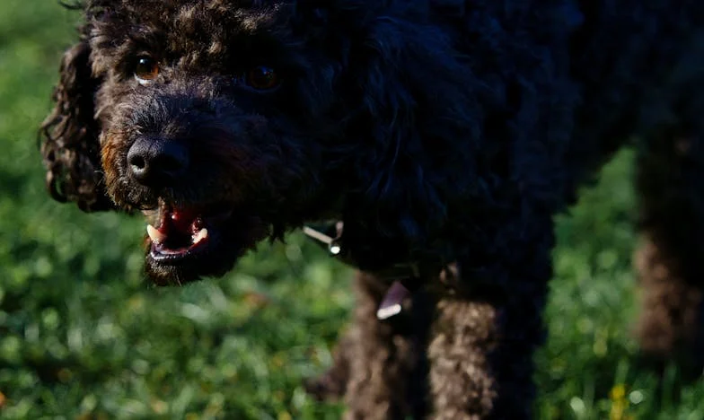 Nikad nisam mislila da će mi dati takav ultimatum: Udati se za razvedenog muškarca