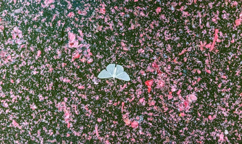 Novčanik moga muža i moja zlatna kavez: Borba za slobodu u zaleđenom braku