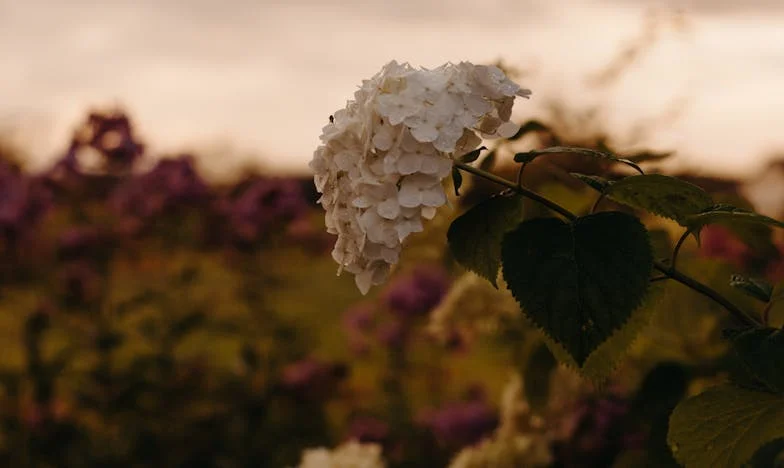 Odlučila sam da mu ne kažem da zarađujem više – sada sam sama, ali mirna