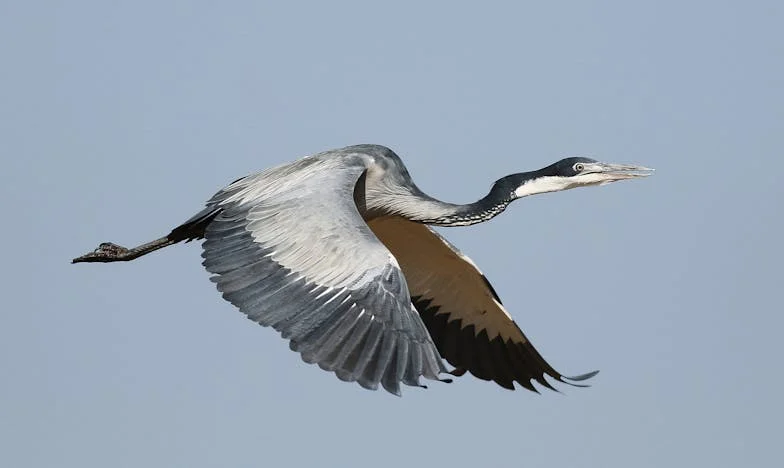 Sjena iz prošlosti: Kad prošlost pokuca na vrata