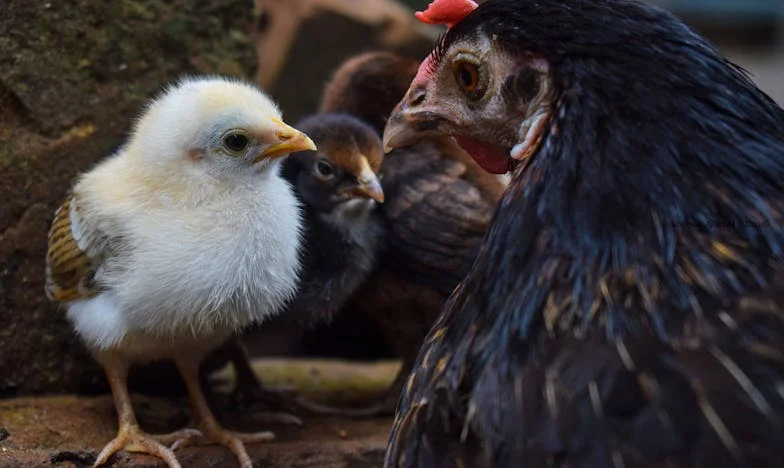Bratova kola na moje ime – Priča o povjerenju, izdaji i obitelji