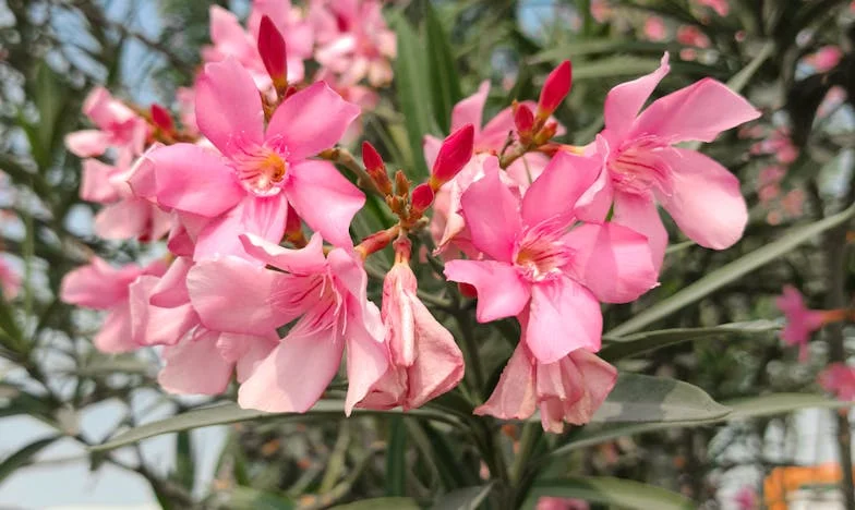 Između krivnje i oprosta: Kako je vjera spasila moju obitelj