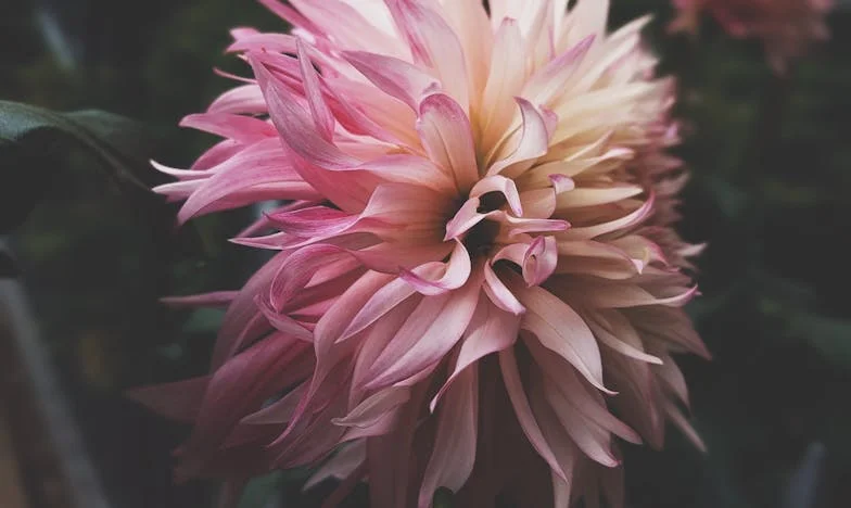 Između tišine i povjerenja: Moja borba za mjesto u novoj obitelji