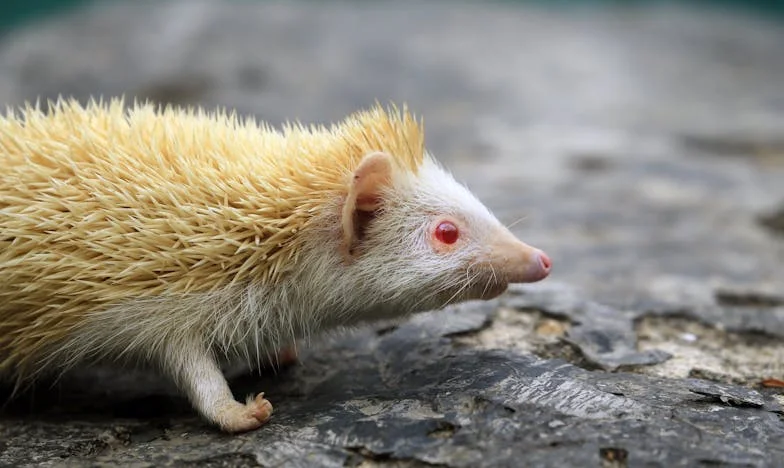 Kad je mama rekla da dolaze rodbina: Priča o pomirenju sa sobom