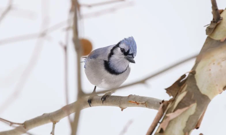 Nevidljiva domaćica: Slomljen rođendan