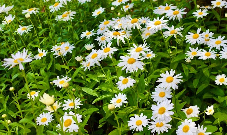 Odbačen, ali ne slomljen: Priča o Dini i izgubljenom domu